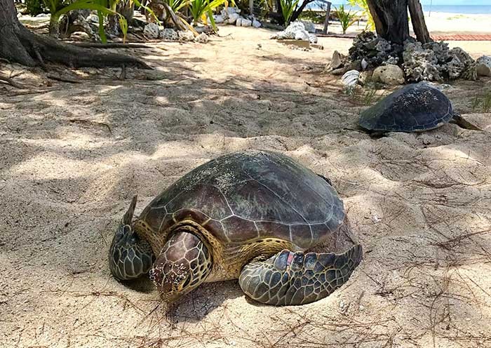 Sea Turtle in the Philippine 